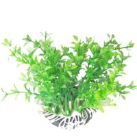 گیاه تزئینی آکواریوم کد Ma0025