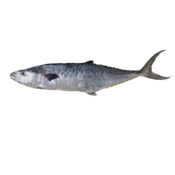 فیله ماهی شیر ماهی خان - 2000 گرم