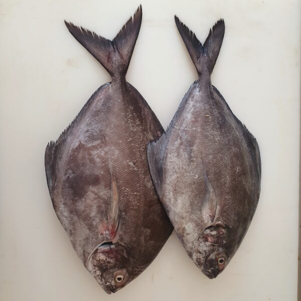 استیک ماهی حلوا سیاه ماهی خان - 2000 گرم